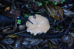 Polyporus mcmurphyi
