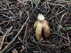 Geastrum fornicatum
