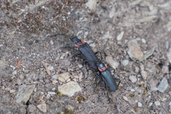 Chauliognathus magellanicus