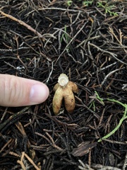 Geastrum fornicatum