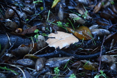 Polyporus mcmurphyi