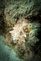 Halgerda batangas