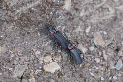 Chauliognathus magellanicus