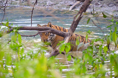 Panthera tigris tigris