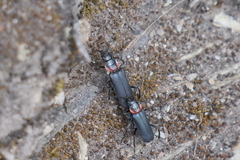 Chauliognathus magellanicus