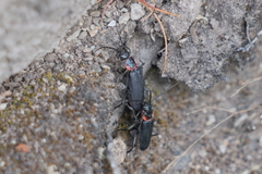Chauliognathus magellanicus