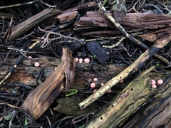 Lycogala epidendrum