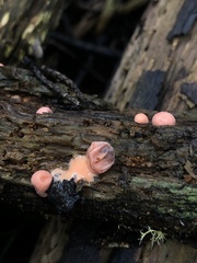 Lycogala epidendrum