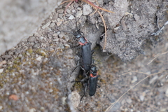 Chauliognathus magellanicus