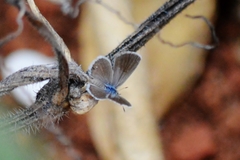 Hemiargus hanno