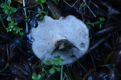 Polyporus mcmurphyi