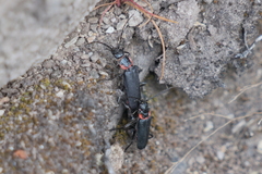 Chauliognathus magellanicus