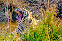 Panthera tigris tigris