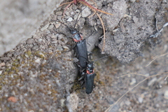 Chauliognathus magellanicus