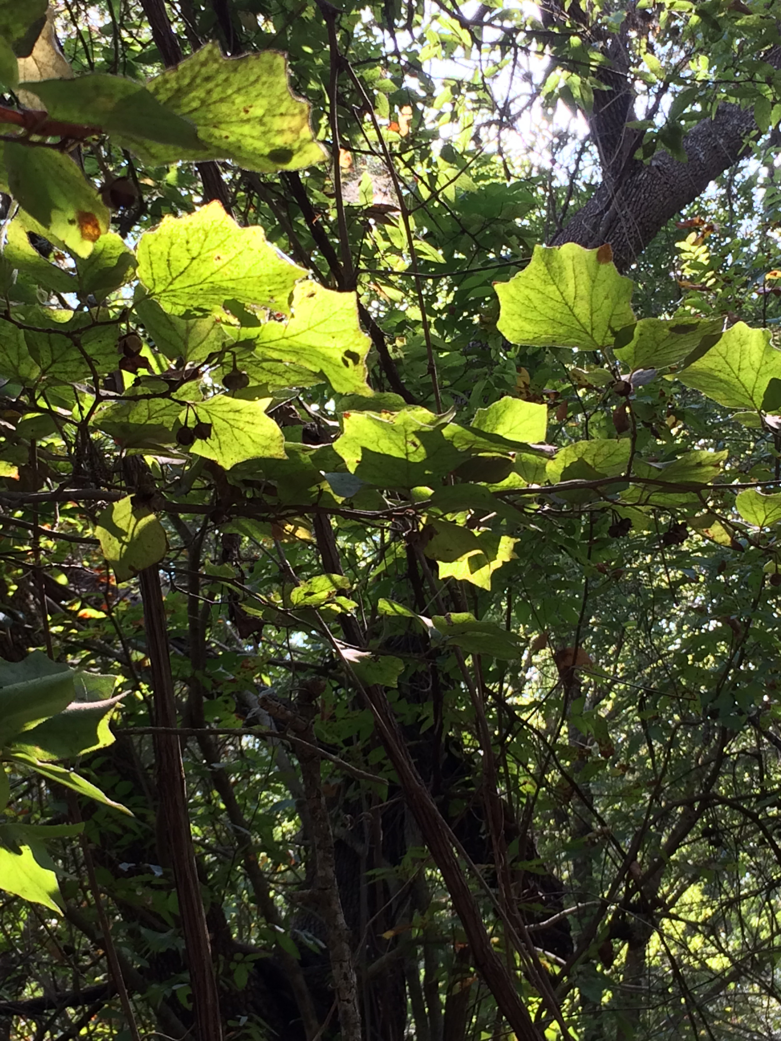Styrax platanifolius ssp. stellatus