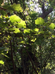 Styrax platanifolius stellatus
