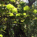 Hairy Sycamore-leaf Snowbell - Photo (c) Patty Pasztor, some rights reserved (CC BY-NC), uploaded by Patty Pasztor