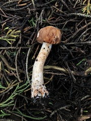 Lepiota flammeotincta
