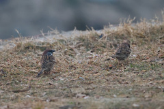 Passer montanus