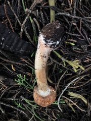 Lepiota flammeotincta