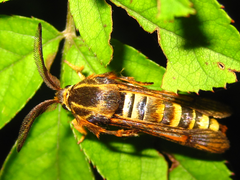 Pennisetia pectinata