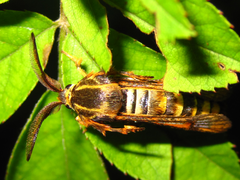 Pennisetia pectinata