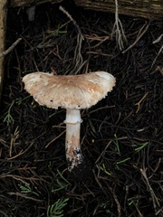 Lepiota flammeotincta