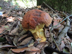Leccinellum