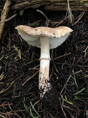 Lepiota flammeotincta