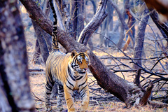 Panthera tigris tigris