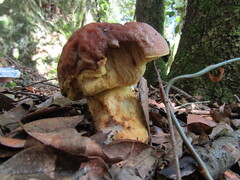 Leccinellum