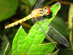 Sympetrum parvulum