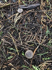 Pseudobaeospora