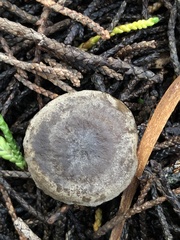 Pseudobaeospora