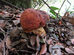 Leccinellum