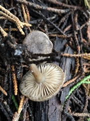 Pseudobaeospora