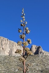 Agave parryi