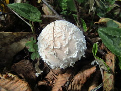 Lycoperdon mammiforme
