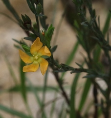 Hypericum drummondii