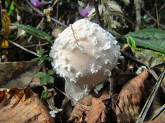 Lycoperdon mammiforme
