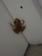 Eleutherodactylus johnstonei