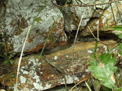 Hierophis viridiflavus