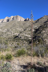 Agave parryi