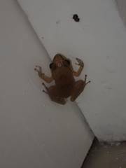 Eleutherodactylus johnstonei