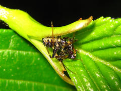 Sphedanolestes impressicollis