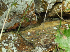 Hierophis viridiflavus