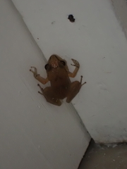 Eleutherodactylus johnstonei