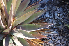 Agave parryi