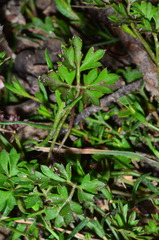 Xanthosia dissecta