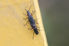 Chauliognathus magellanicus